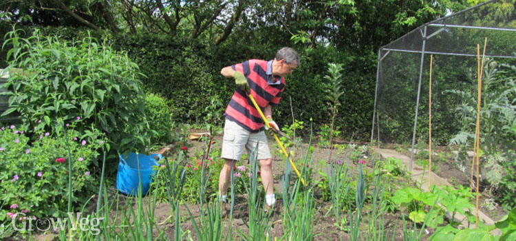 Hoeing weeds out of leeks