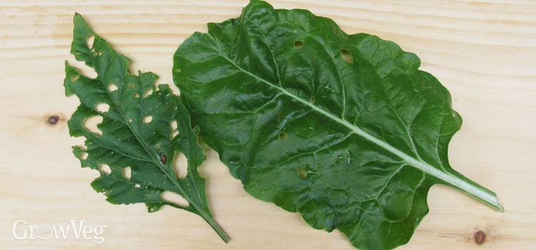 Slug and earwig damage on leaves
