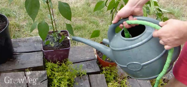 Gently watering plants using a hose inside a watering can