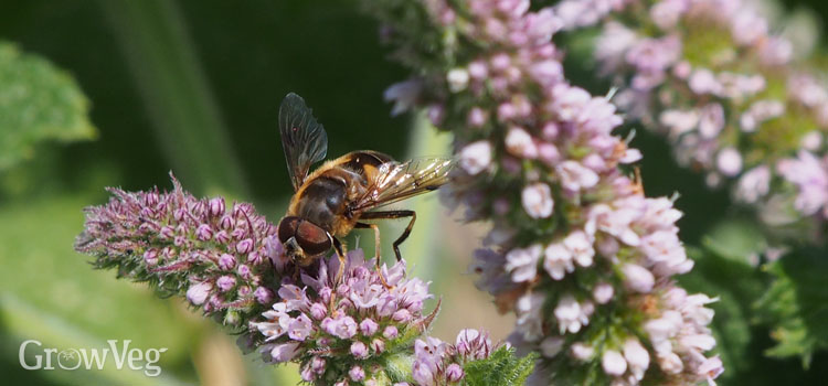 Hoverfly pollinating mint flowers