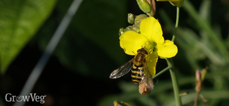 Hoverfly on a rocket flower