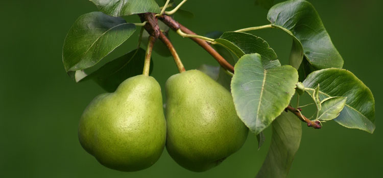 https://gardenplannerwebsites.azureedge.net/blog/how-to-grow-pears-fruits-2x.jpg