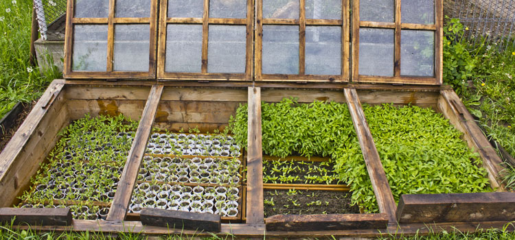 Using a cold frame for growing vegetables