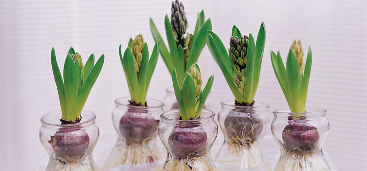 Hyacinths in jars