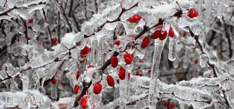 Berries covered in ice