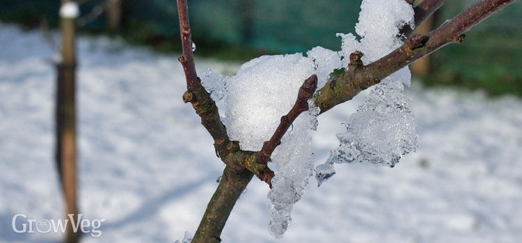 Icy apple tree branches