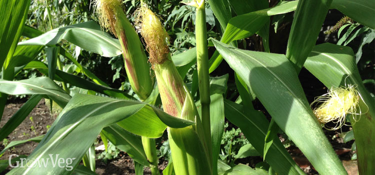 Wind-pollinated sweet corn