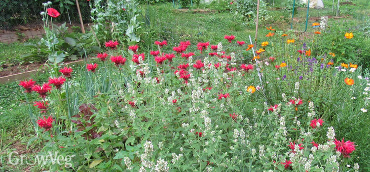 https://gardenplannerwebsites.azureedge.net/blog/improve-pollination-flowers-2x.jpg