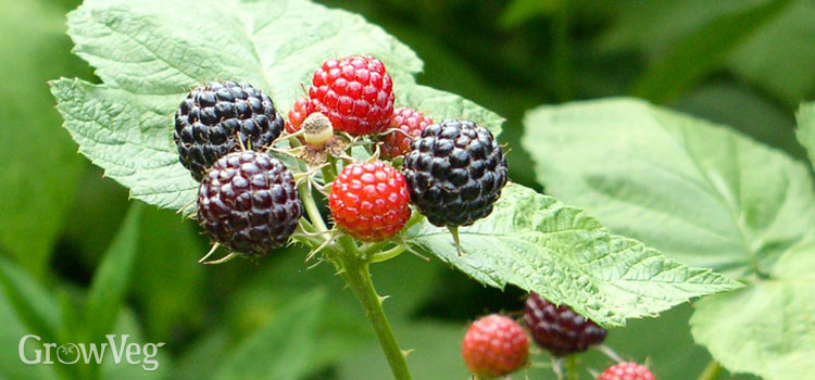 Black raspberries