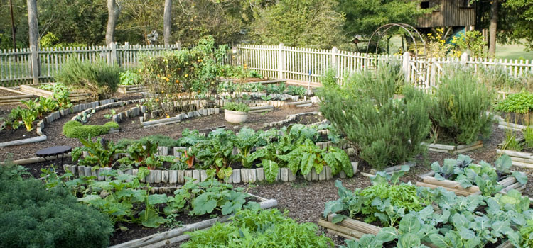 A well-planned potager garden