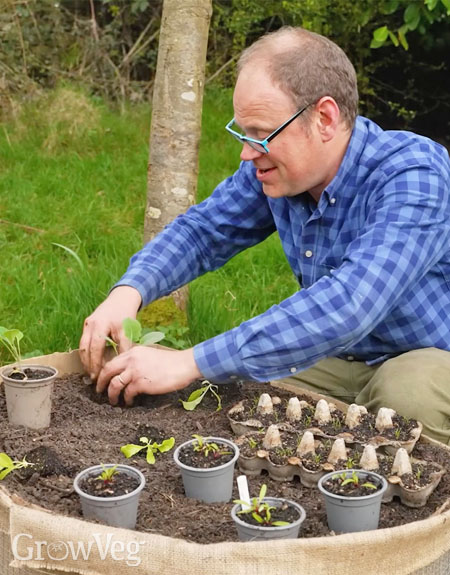 Planting up a wire cage bed