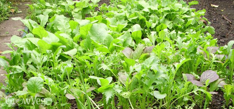 Improve your garden yield by intercropping vegetables