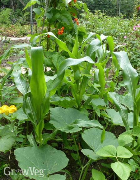 Three sisters intercropping