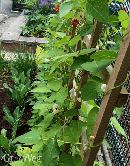 Intercropping with pole beans