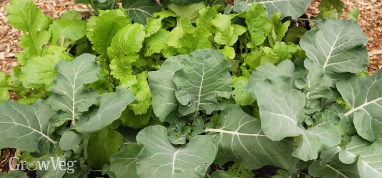 intercropping broccoli and turnips