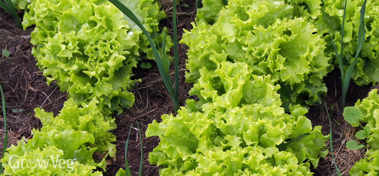 Lettuces interplanted with leeks