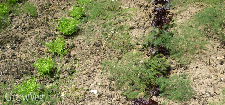 Intercropping lettuce between young asparagus
