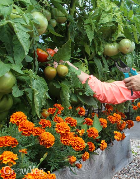 Intercropping tomatoes and marigolds