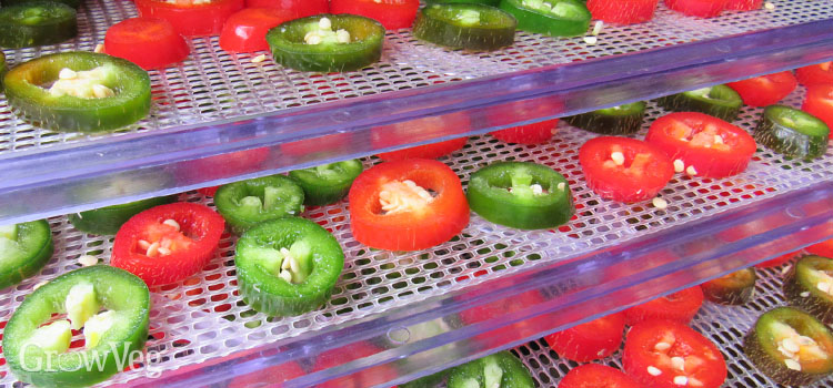 Chilies on food dehydrator trays