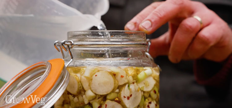 Fermenting Jerusalem artichoke