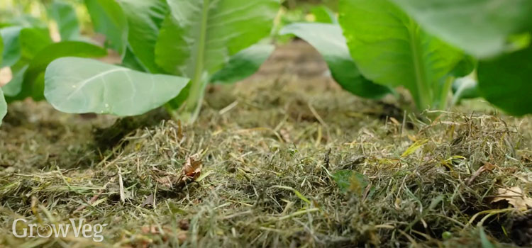 Jerusalem artichoke with grass clipping mulch