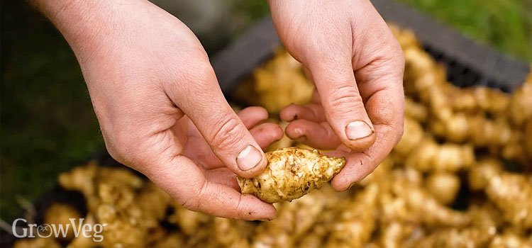 Jerusalem artichoke tubers