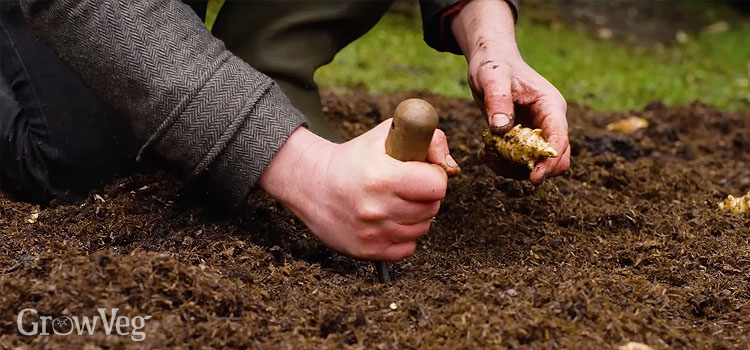 Planting Jerusalem artichokes