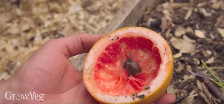 Slug in grapefruit trap