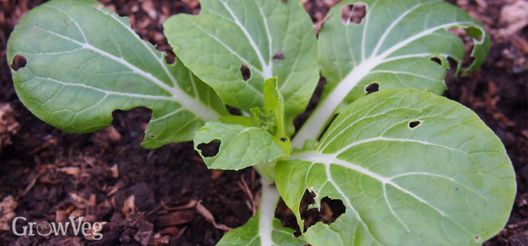 Slug-eaten pak choi