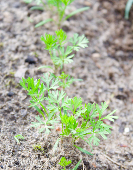 Carrot seedlings