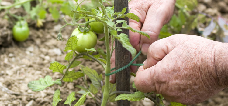 Tying in a tomato plant
