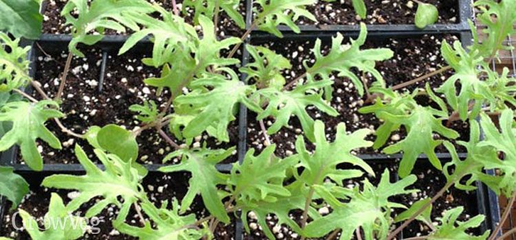 Early-sown kale 'Red Russian' seedlings