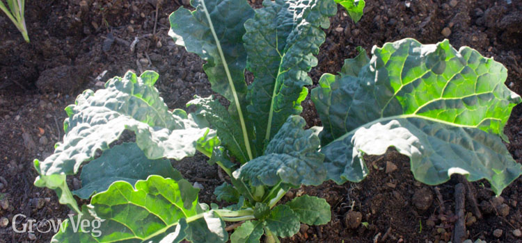 Kale growing in the garden