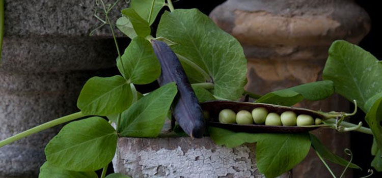 Purple podded peas