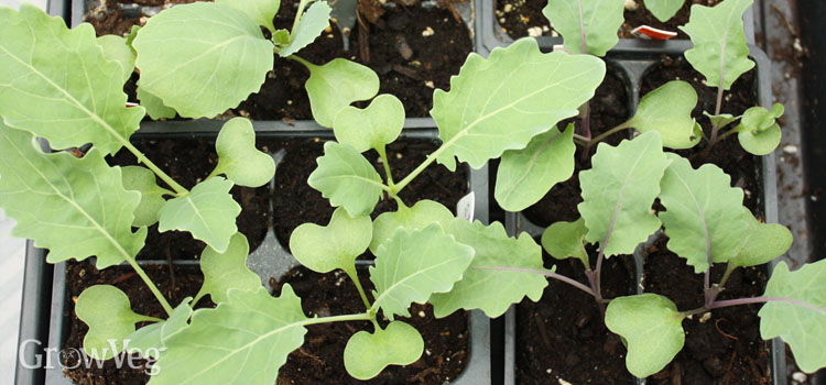 Cabbage and kohlrabi seedlings