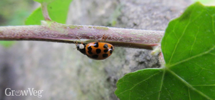 Ladybirds can eat up to 150 aphids a day!
