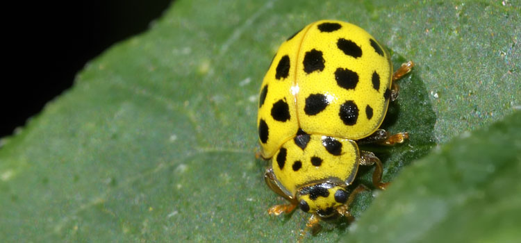 make-your-garden-a-ladybird-paradise