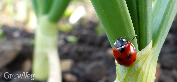 https://gardenplannerwebsites.azureedge.net/blog/ladybug-garden-ladybird-2x.jpg