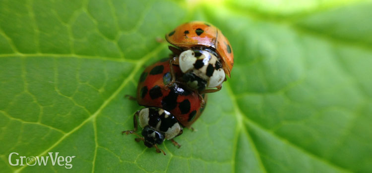 “Ladybugs