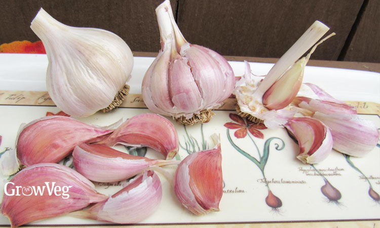 Garlic