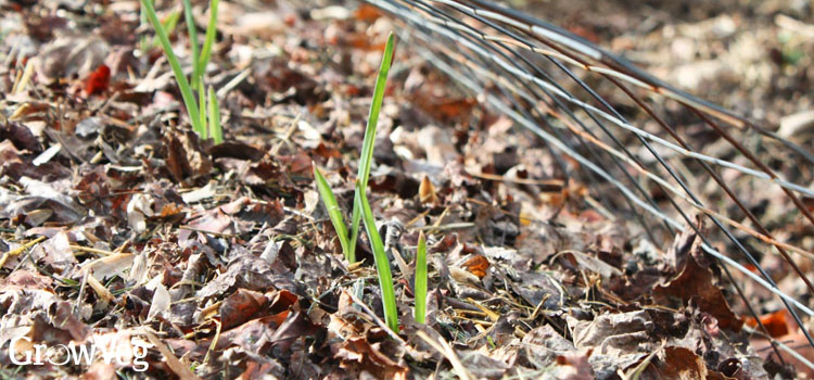 Garlic leaves poking through leaf mulch