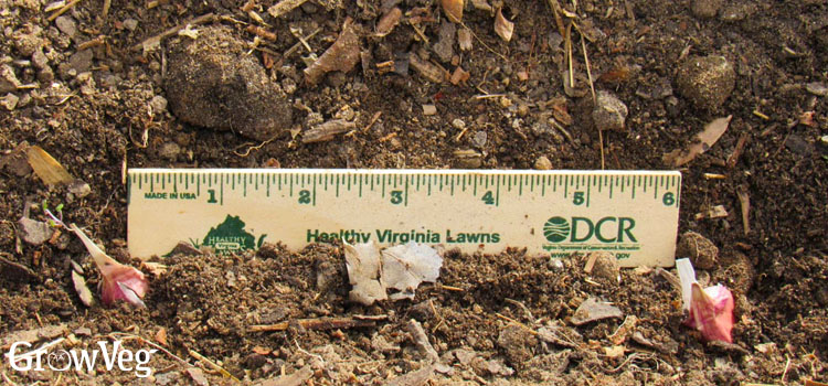 Planting garlic using a ruler to space them