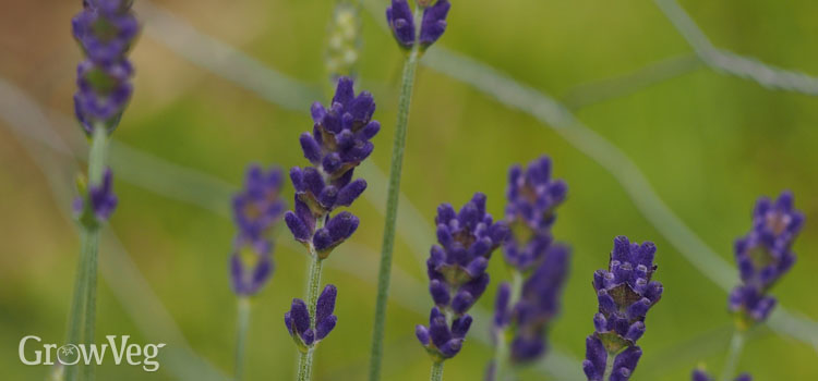 Lavender 'Hidcote' flowers