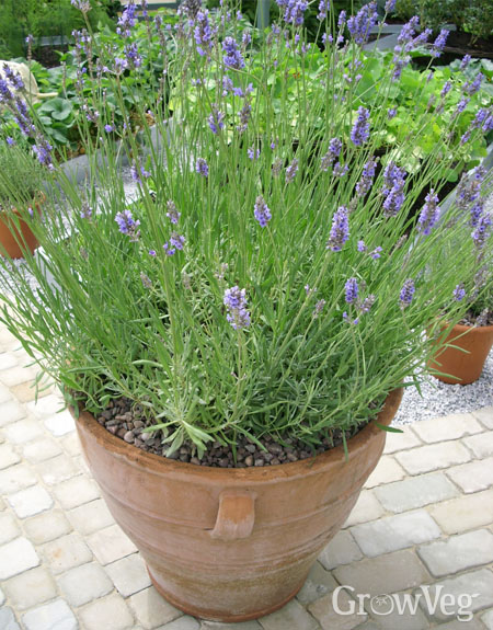 Lavender in a terracotta pot