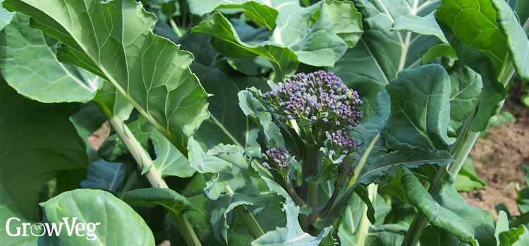 Purple sprouting broccoli