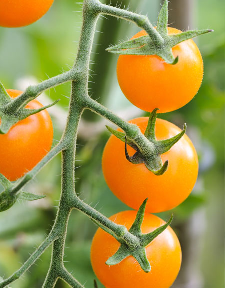 Sungold' tomatoes