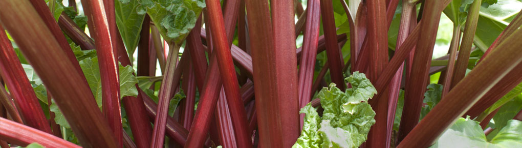 Growing Rhubarb From Planting to Harvest
