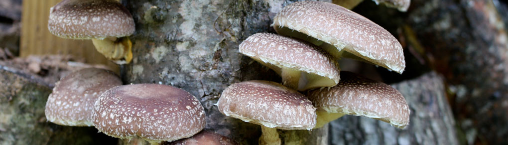 Growing Shiitake Mushrooms on Logs
