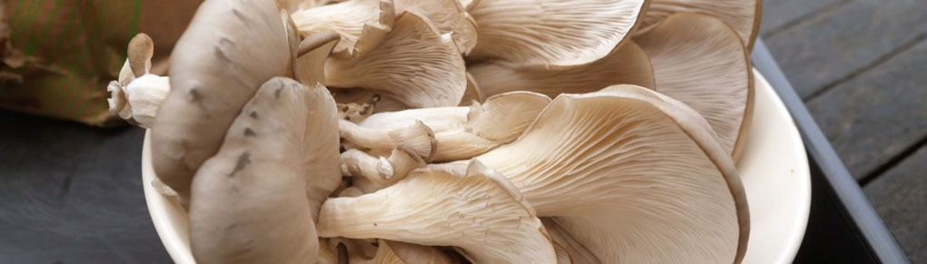 How to Grow Magnificent Mushrooms at Home