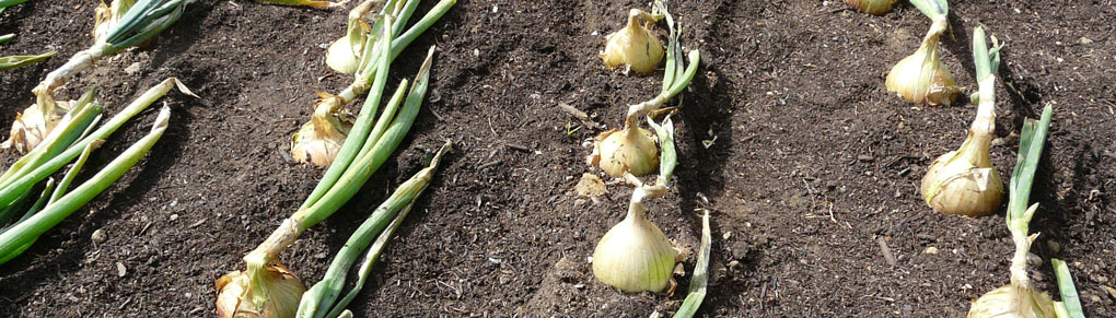 More Bulb for Your Buck: How to Grow Super-sized Onions and Garlic